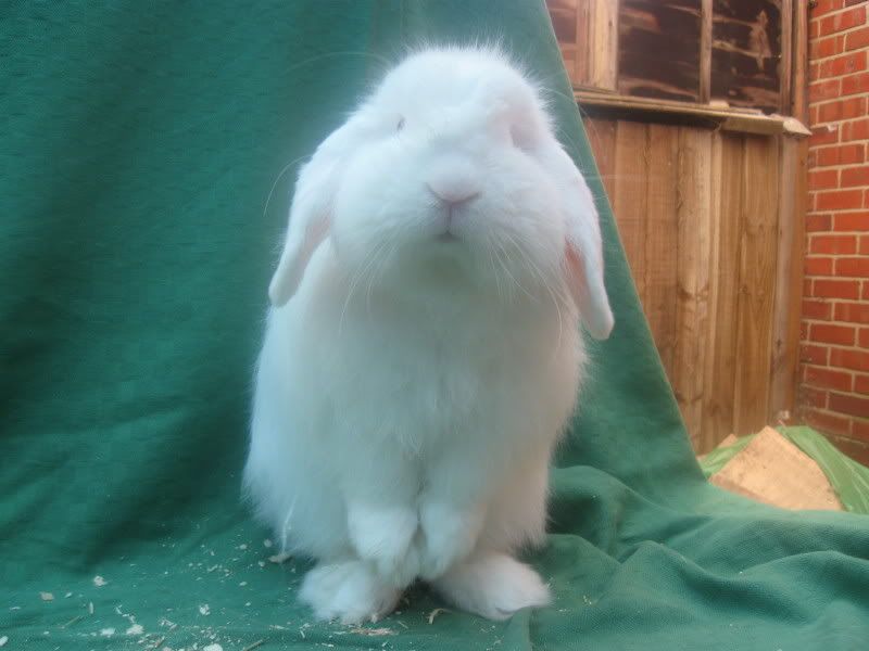 Cashmere Lop photos